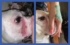 Pattes propres et douces après application de Squishface Wrinkle Paste.