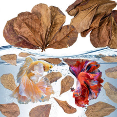 Sukh feuilles d'amandier indien pour betta, imitent l'habitat et améliorent l'esthétique