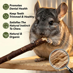 Hamster mâche un bâton pomme Sukh, divertissement sain et dentition entretenue.