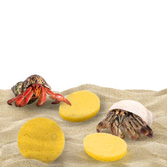 SunGrow éponges-crabe hermite habitat-humide: maintien de l'humidité optimal.