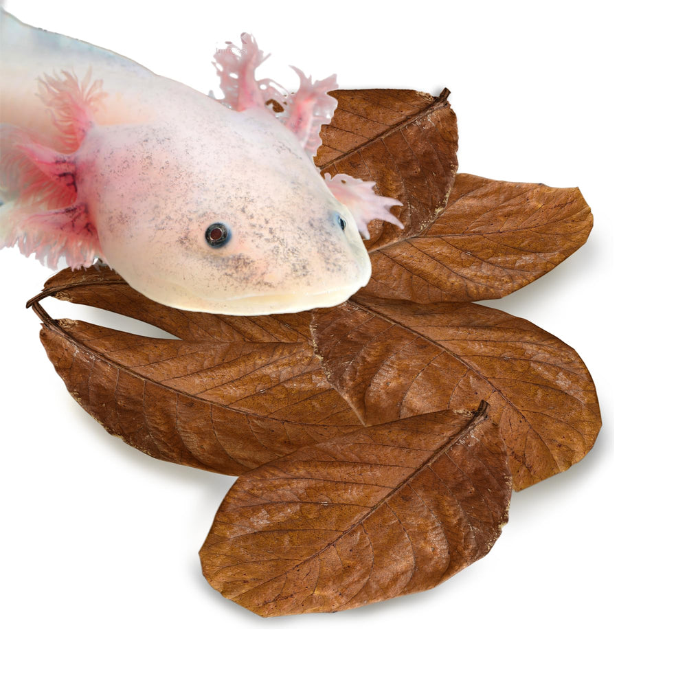 SunGrow: feuilles d'amandier indien pour axolotl offrant abri naturel et eau ambrée.