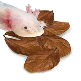 SunGrow: feuilles d'amandier indien pour axolotl offrant abri naturel et eau ambrée.