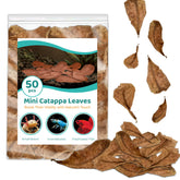 SunGrow Feuilles Catappa pour Betta, habitat noir naturel.