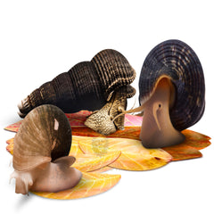 SunGrow feuilles Catappa indiennes petites pour abri et repos des animaux.