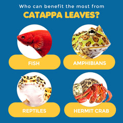SunGrow feuilles Catappa mini, flavonoïdes qui conditionnent l’eau et soutiennent l’écosystème.