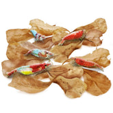 SunGrow Mini Catappa feuilles pour crevettes, ambiance naturelle et réduction du stress possible.