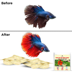 SunGrow Lot de 50 feuilles Catappa pour Betta.