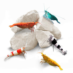 SunGrow pierres pour crevettes dans l’aquarium, soutiennent vitalité et couleur.