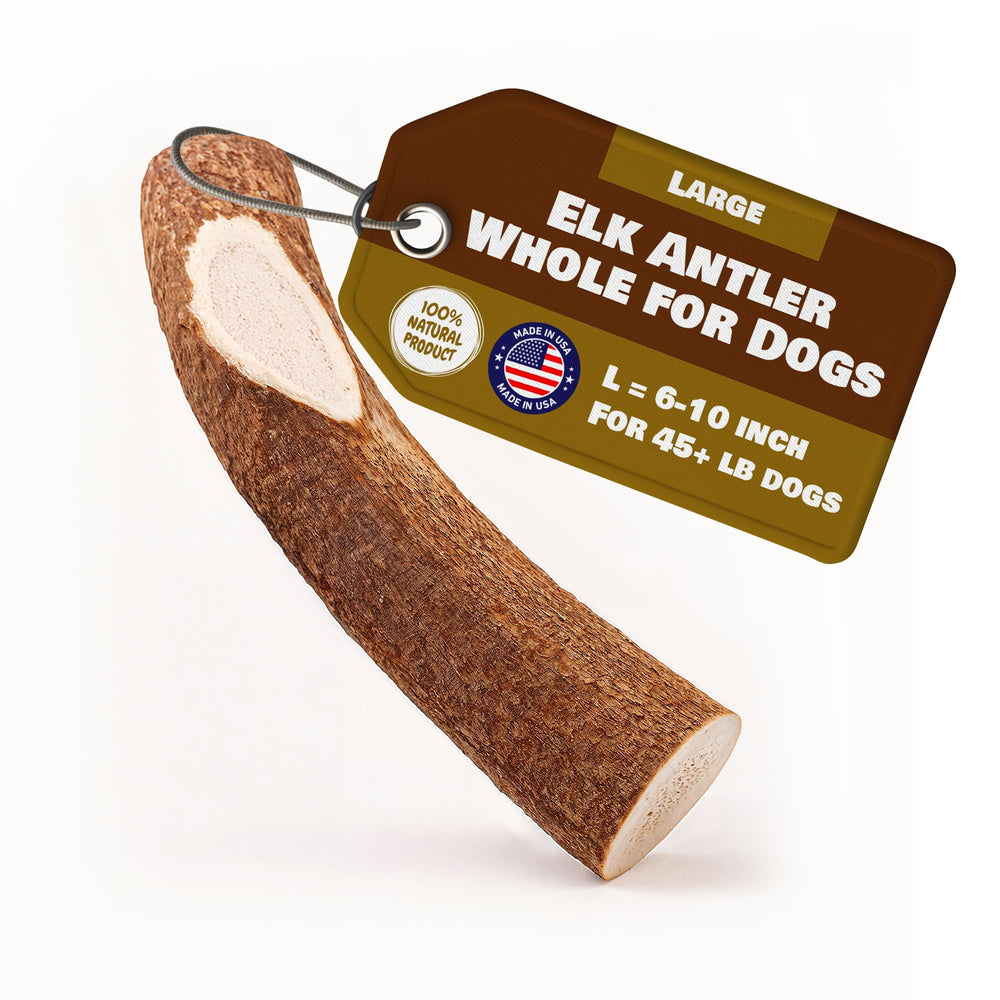 Superior Antler Dog Chews — corne d’élan entière 6–10 pouces adaptée aux grands chiens.