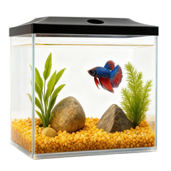 SW PRODUCTS cube 3 litres: bac d'affichage clair pour observation et décoration.