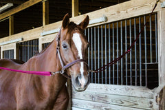 Tack Shack of Ocala – duo d’attaches croisées, durables et faciles à manipuler.