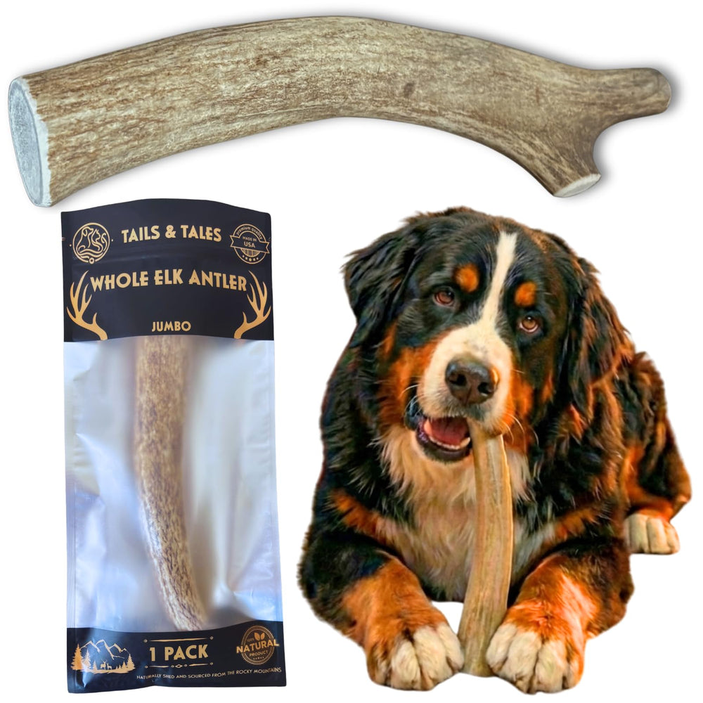 Tails & Tales – Corne d’élan 9-11 pouces, bâton durable pour mastication intense