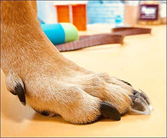 Bandes TAKTIKAL pour pattes de chien offrant une adhérence accrue pendant la promenade.