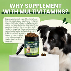 Tciika probiotiques – soutien digestion et flore intestinale du chien