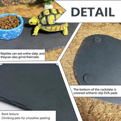 Tfwadmx assiette-alimentation-tortue facilite l alimentation sur place.