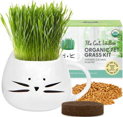 The Cat Ladies planter-chat-blanc, décor et herbe fraîche pour chat.