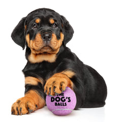 The Dog's Balls: balle de tennis flottante violet parfaite pour les jeux d'eau.