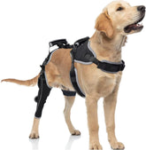 Orthèse TIPOOP pour chien, vue générale, soutien fiable lors des promenades.
