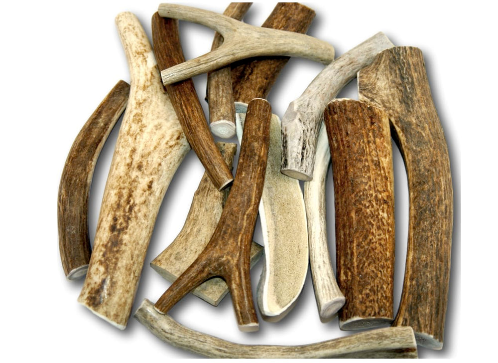 Top Dog Chews – cornes elan et cerf, assortiment 1 lb, mordillage durable