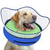 Toptakeit collier donut gonflable sur petit chien, confort et sécurité post-chirurgie
