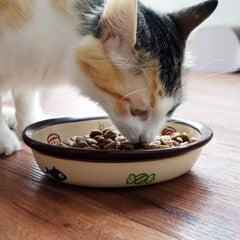 TTcat bol oval pour chaton, acces facile a la nourriture.