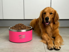 Bol Tuff Pupper double paroi garde l eau froide plus longtemps.