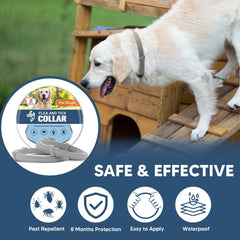 Paquet de deux colliers UDyoude – idéal pour chiens de grande taille et rotation.