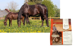 UltraCruz Equine Vitamin E naturel en poudre, soutien neuromusculaire et immunitaire chez les chevaux.