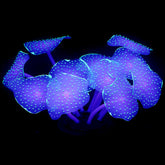 Uniclife corail artificiel boule vert lumineux, décor apaisant pour aquarium.