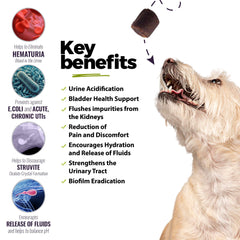 Gommes pour chiens, saveur appétente et administration facilitée.