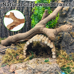 VCEPJH branche-escalade-bearded-dragon-terarium, stimule l'activité et l'exploration.