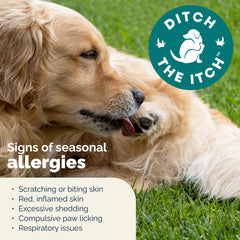 Chien mangeant DermaBliss pour le confort cutané