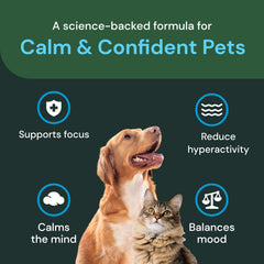 Chat acceptant une gomme VetriScience Calm & Confident grâce à la friandise.