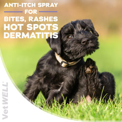 VetWELL Hydrocortisone Spray sur zone irritée du chien – confort rapide.