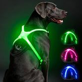 Harnais Visinite lumineux multicolore pour chien, visibilité accrue lors des balades nocturnes.
