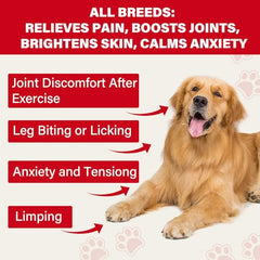 VivaElixir relief articulations chien – soutien potentiel des articulations après l activité