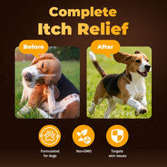 VivaElixir quercetine chien – antioxydants et confort quotidien