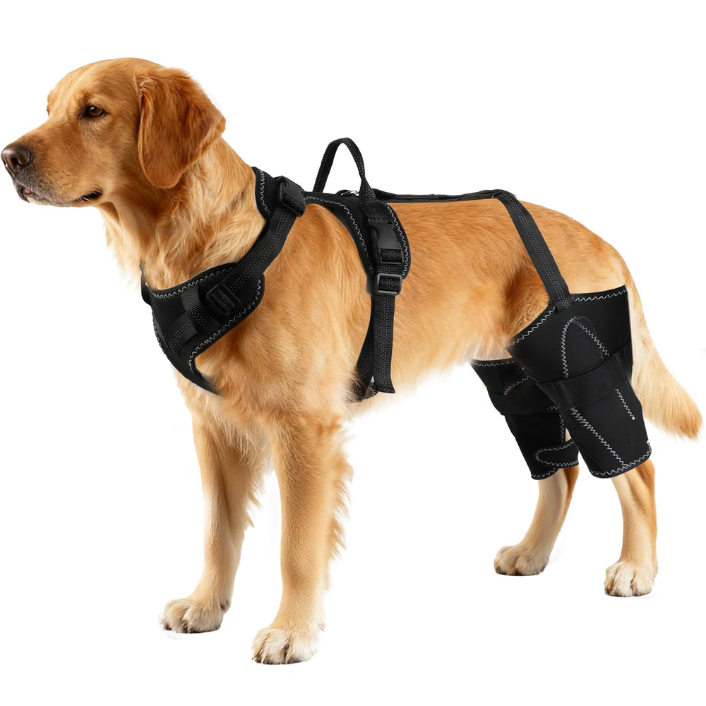 Harnais Vivifying soutenant hanche arrière du chien pour stabilité lors des promenades.