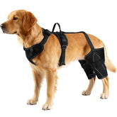 Harnais Vivifying soutenant hanche arrière du chien pour stabilité lors des promenades.