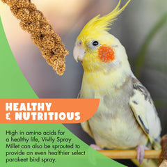 Vivlly millet en spray 5 livres – contenu entièrement comestible pour snack sûr.