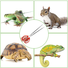 Pinces Vodolo en inox antirouille pour une durabilité dans le terrarium.