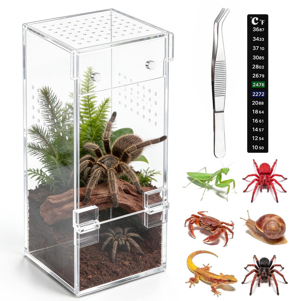 Vodolo terrarium araignée sauteur – vue 360 transparente pour observer chaque mouvement.