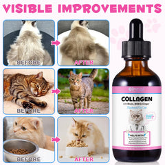 Ingrédients Biotine, MSM, Gingembre dans le collagène pour chats, soutien potentiel.