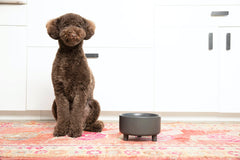 Bol Waggo Uplift pour chien moyen, blanc, robuste et facile à nettoyer.