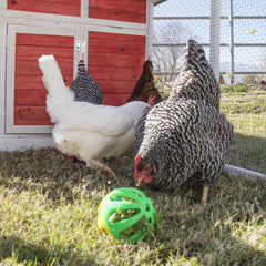 Ware Manufacturing Peck N Play: accessoire lave-vaisselle et jouet durable pour poulets.