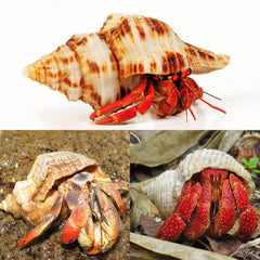 WeDoSoy coquille déco plage – idéale pour décorations marines et bricolage.