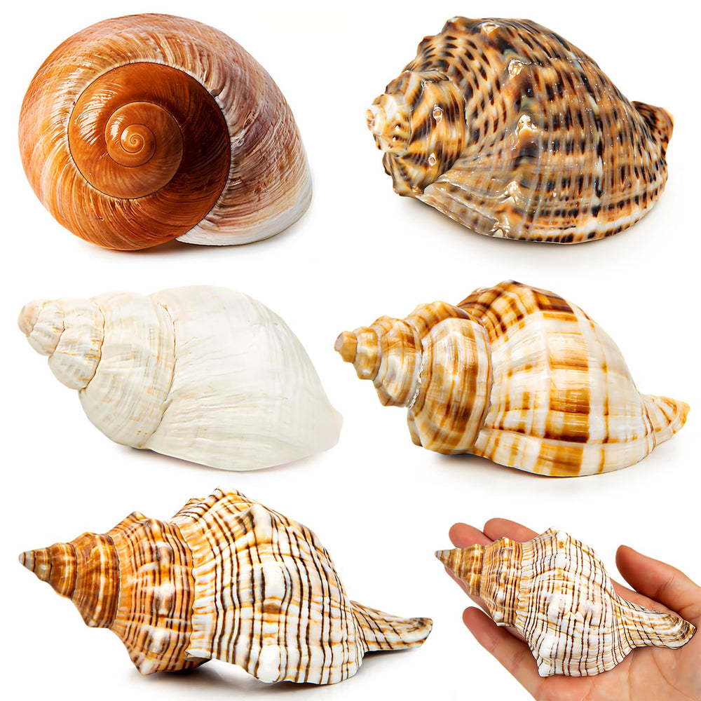 WeDoSoy coquille hermit-crab extra-large 3-4-7 pouces – refuge spacieux et naturel.