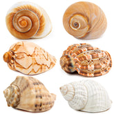 WeDoSoy coquilles hermit-crab 3 à 3,5 pouces, habitat sûr et naturel.
