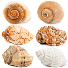 WeDoSoy coquilles hermit-crab 3 à 3,5 pouces, habitat sûr et naturel.