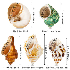 WeDoSoy coquilles hermit-crab naturelles, matériau 100% naturel pour un foyer durable.